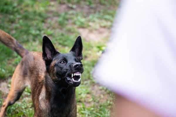 Aggressive dog baring its teeth and growling at a person, highlighting the risk of dog bites and potential liability in personal injury cases.