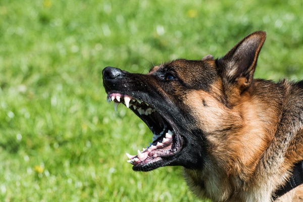 Close-up of a German Shepherd barking aggressively with its mouth open to reveal its teeth.